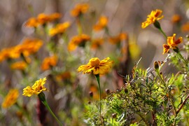 Virítanak a büdöskék az őszi napfényben