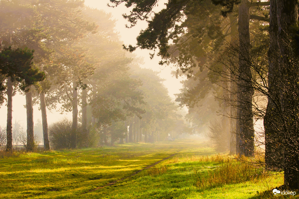 Ködből kibújó Fenyves allé 