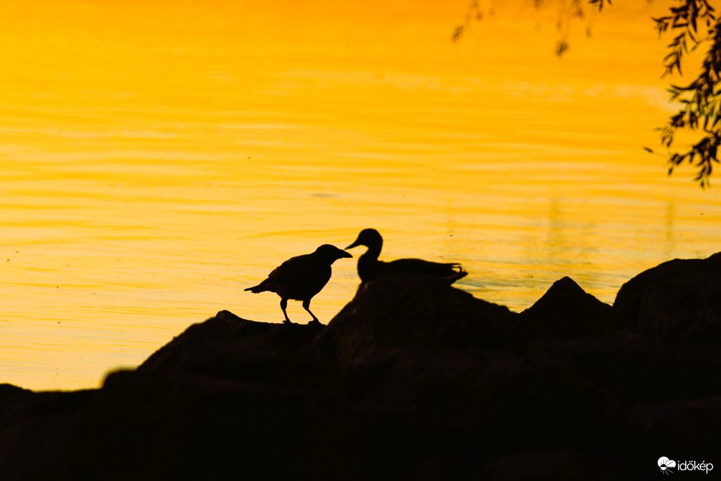 Varjú és kacsa találkozása