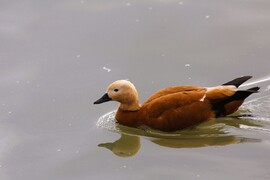 Vörös ásólúd a keszthelyi mólónál