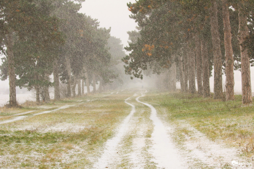 Idei első hó, Fenyves allé