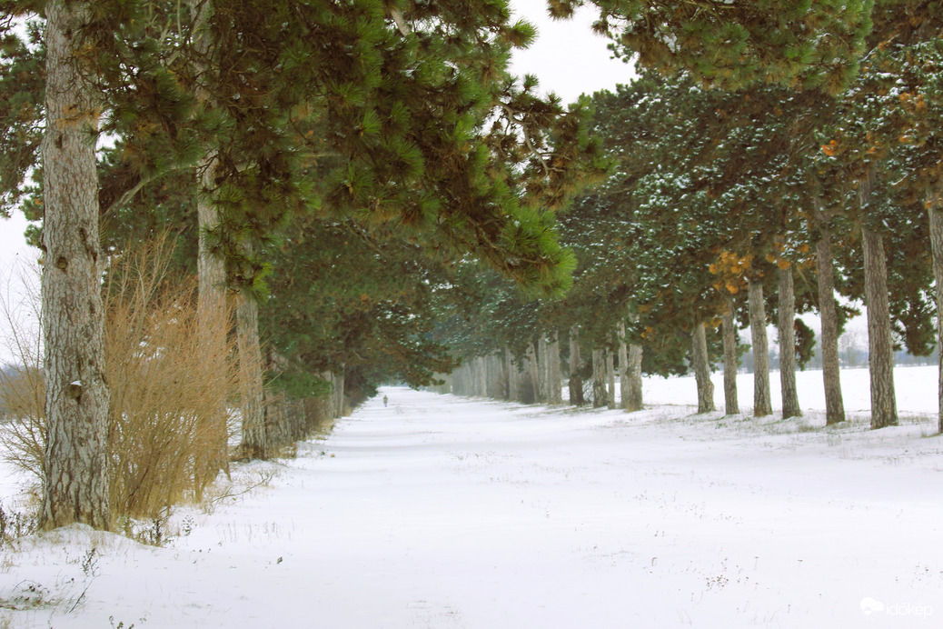 Fenyves allé téli pompában