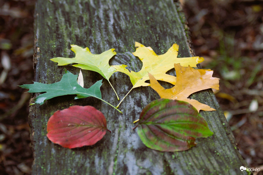Alakulnak az őszi színek
