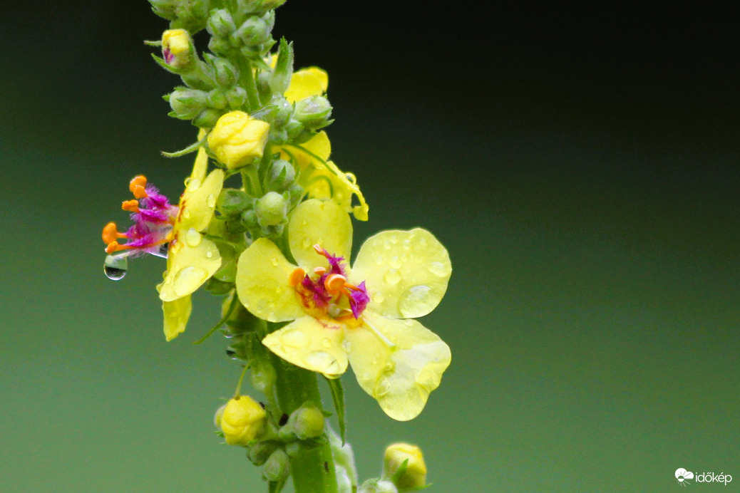 Őszi reggel a mezőn