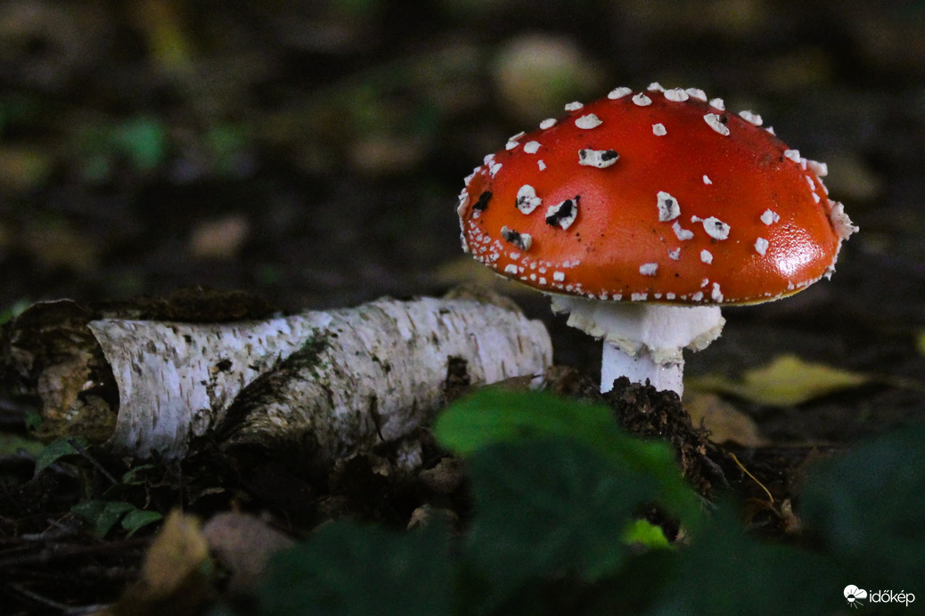 Itt a gombaszezon, de azért ne együnk meg mindent