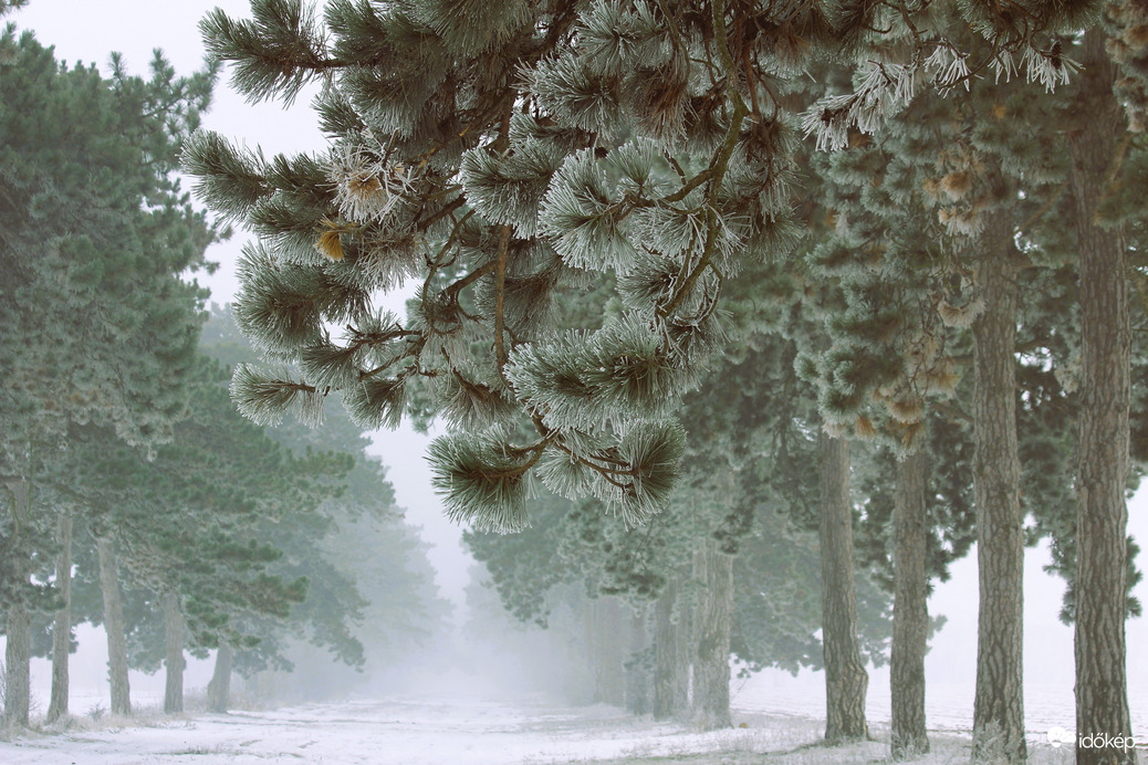 Fenyves allé megdermedve