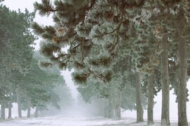 Fenyves allé megdermedve