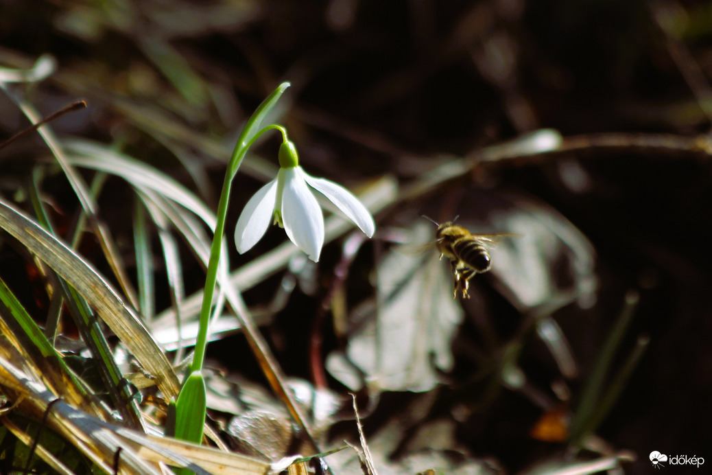 A méhek már munkába álltak