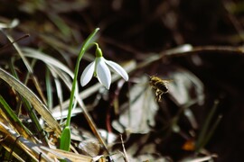 A méhek már munkába álltak