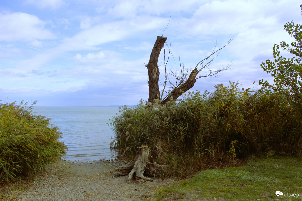 Soós öböl ikonikus fája
