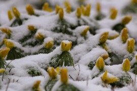Téltemetők dideregve