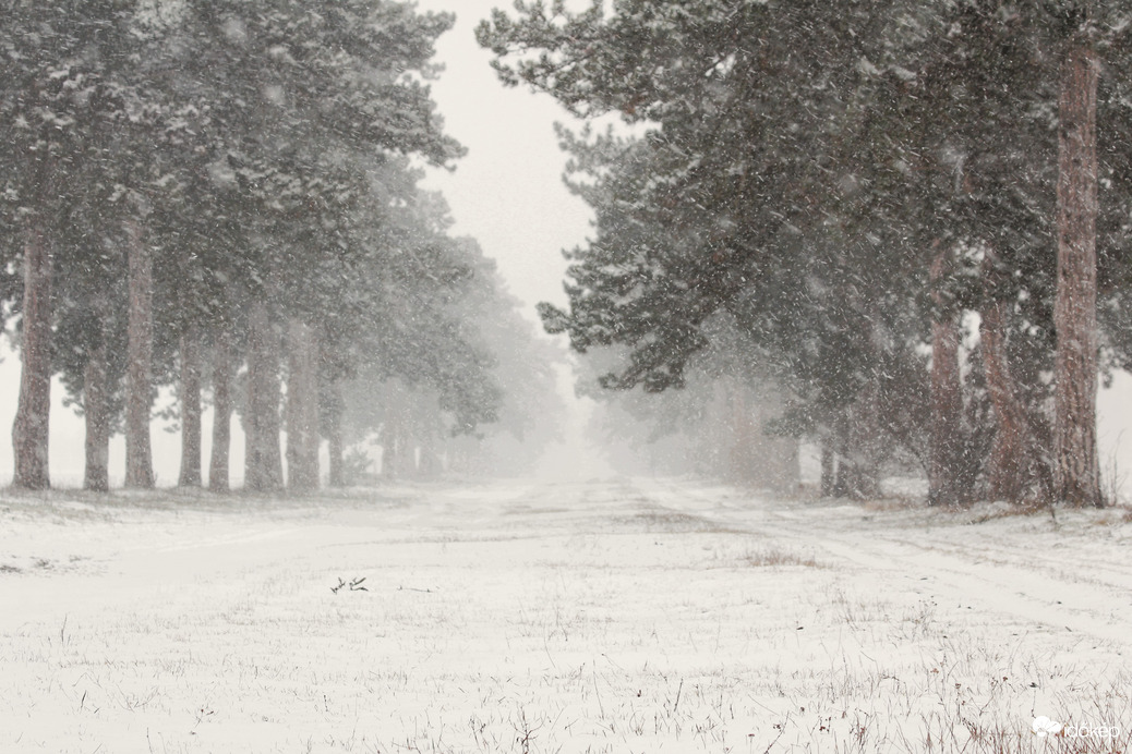 Keszthely, Fenyves allé