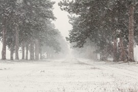 Keszthely, Fenyves allé