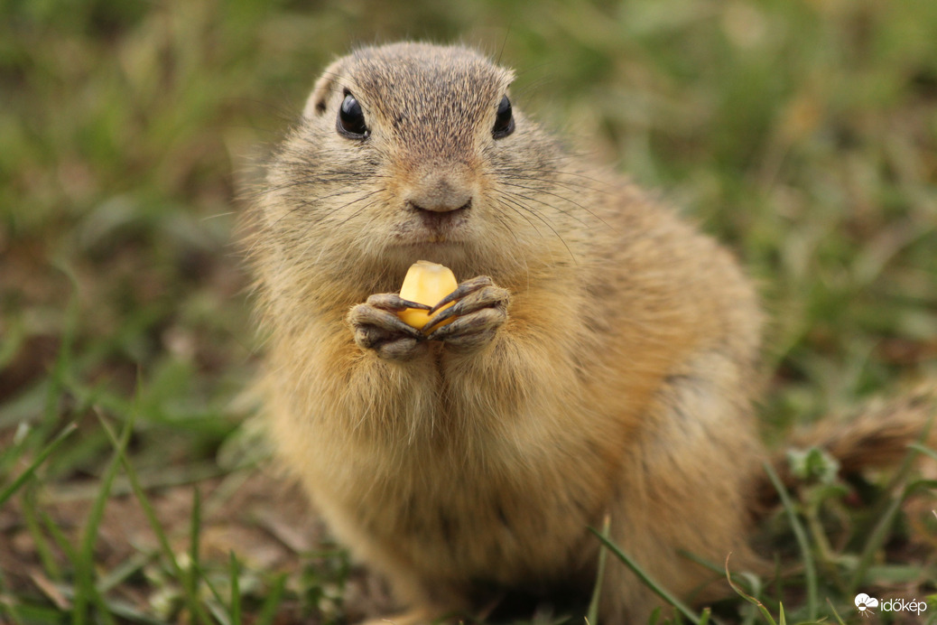Reggeli rágcsávó :-)