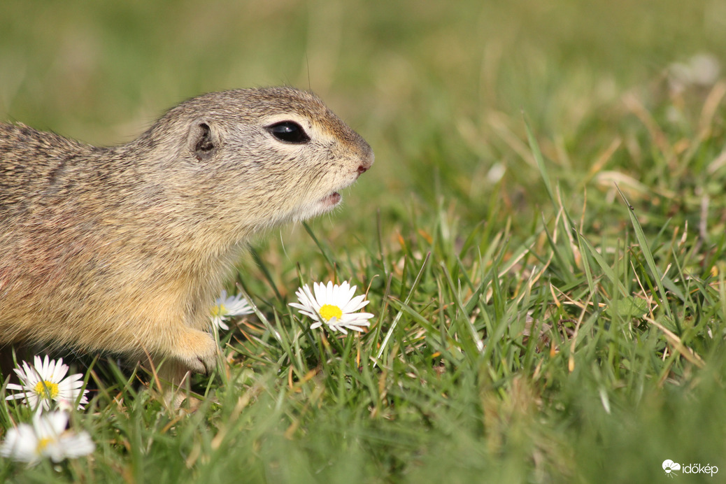 Szedek egy kis virágot