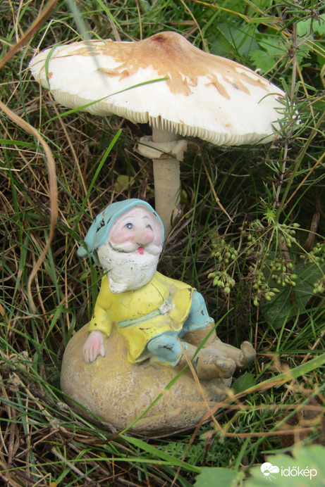 Élet a gomba alatt :-)