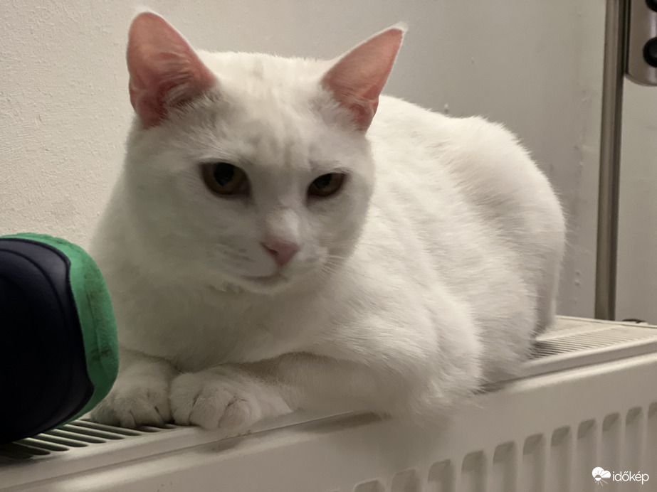 Pille Cica töltődik