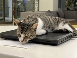 Recepciós török macska műszak végén