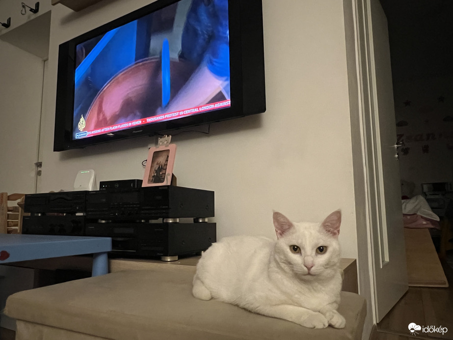 Pille Cica - esti chill