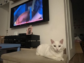 Pille Cica - esti chill