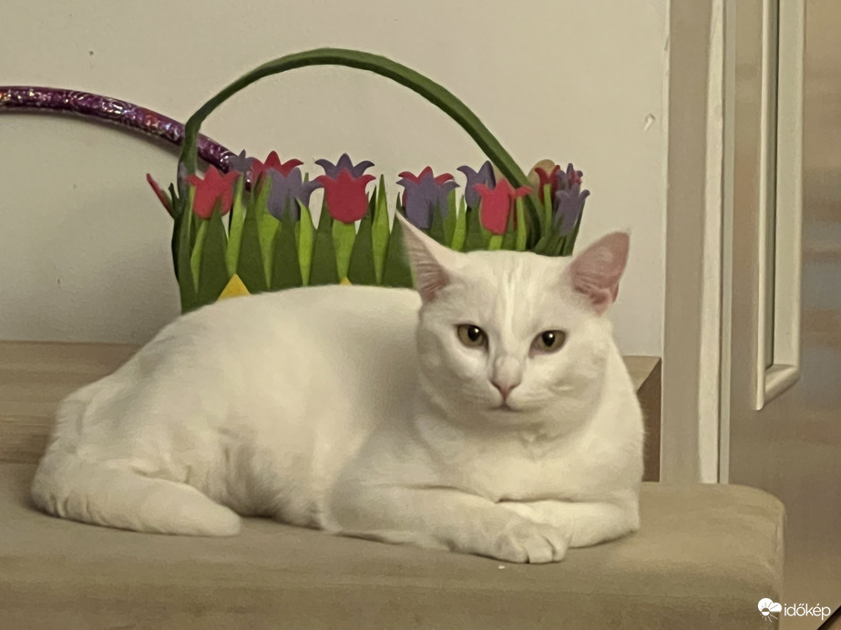 Pille -esti chill II