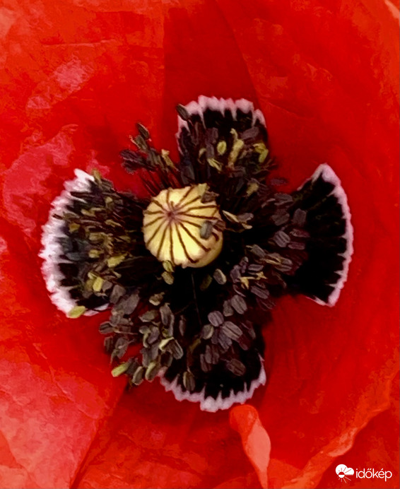 Papaver