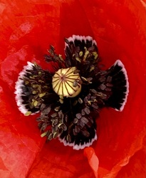 Papaver