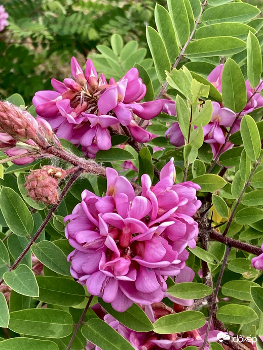 Acacia 