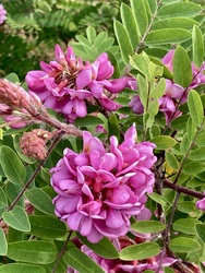 Acacia 