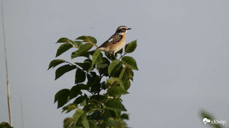 A helyzet magaslatán