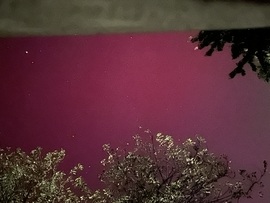 Aurora Borealis, Táplánfa