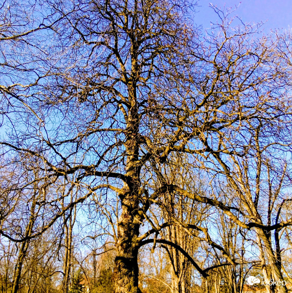 Miskolc