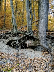 Lillafüred 