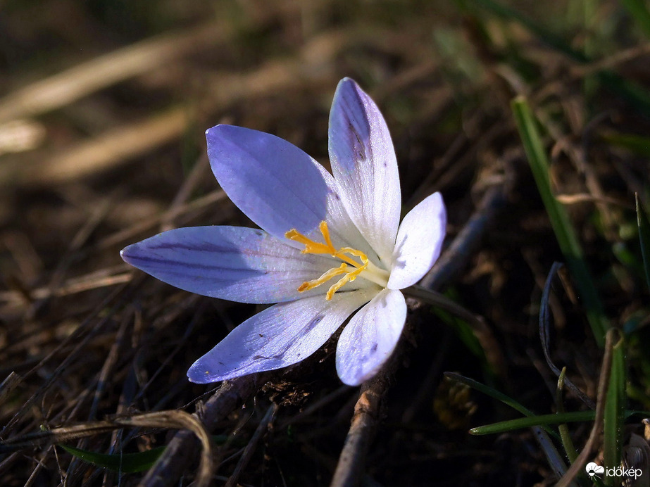 Nyitnikék virág módra :) 