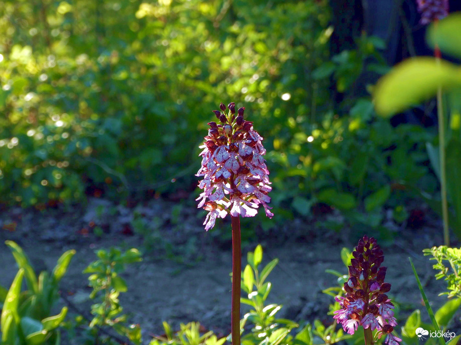 Zöld erdőben áprilisban :)