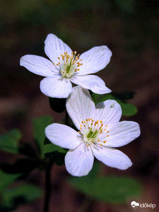 Fehér csillagocskák 