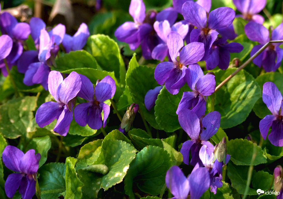Ibolyák közelről 