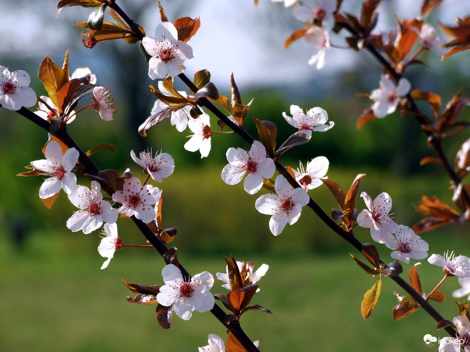 Virágzó ágak 