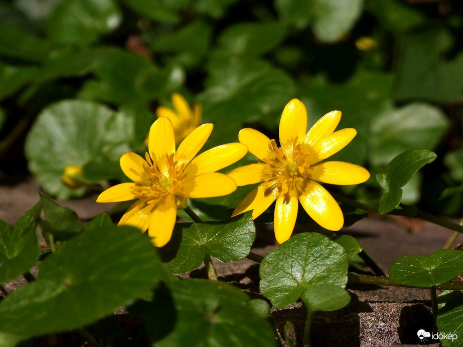 Saláták párban :) 