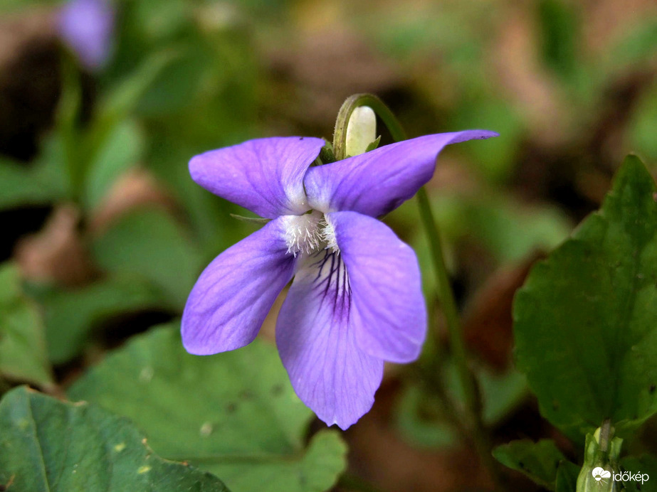 Nagy a fejem, mégis szép vagyok. :)
