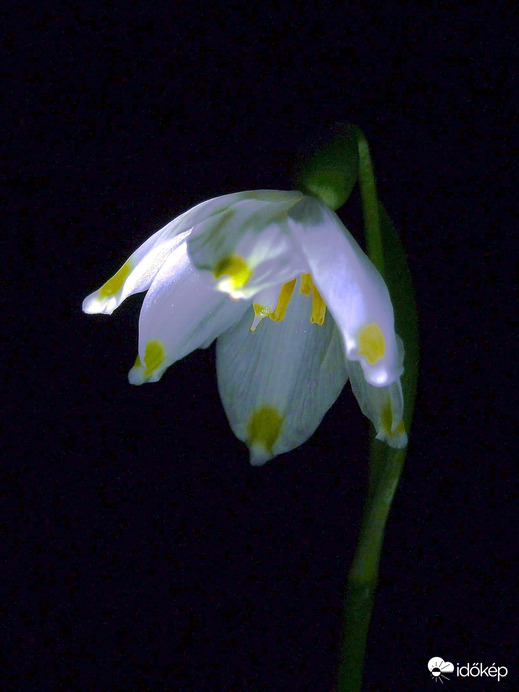 A tőzikék alszanak éjszaka? 