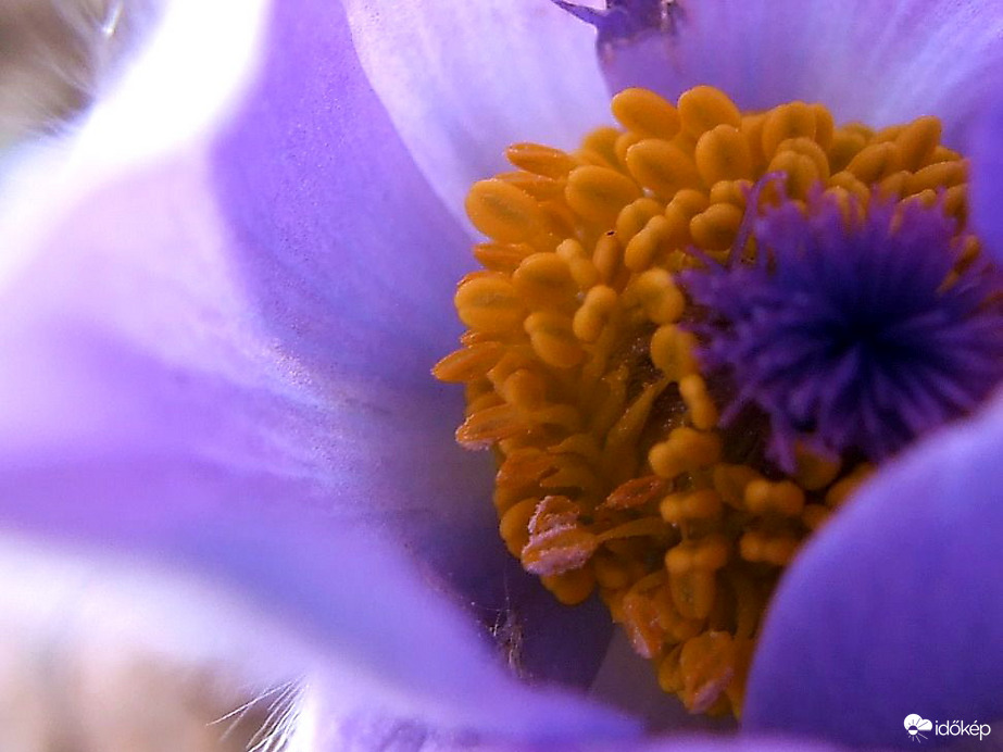 Nézz a kelyhembe! :)