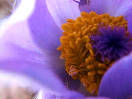 Nézz a kelyhembe! :)