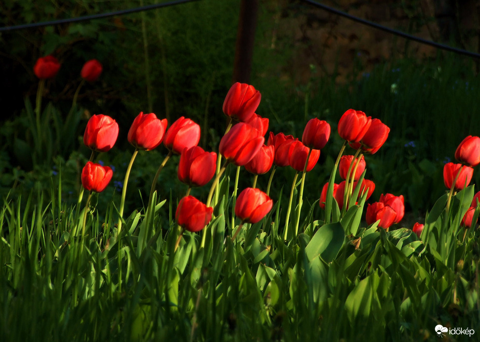 Tulipánok