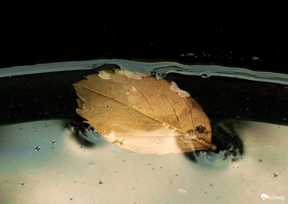 A madáritatóban landolt :)