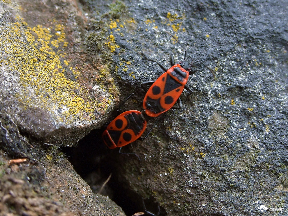 Problémák adódtak: nem tudjuk eldönteni, hogy előre megyünk, vagy hátra :))