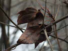 Ennyi maradt az őszből :)