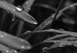 Rainy day 