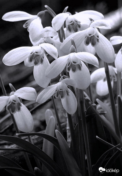 Hófehérkék 