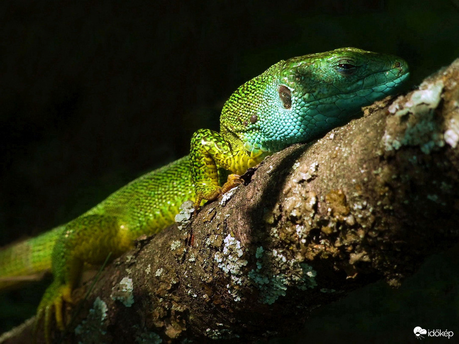 "Ül a vadász hosszú, méla lesben..." :)